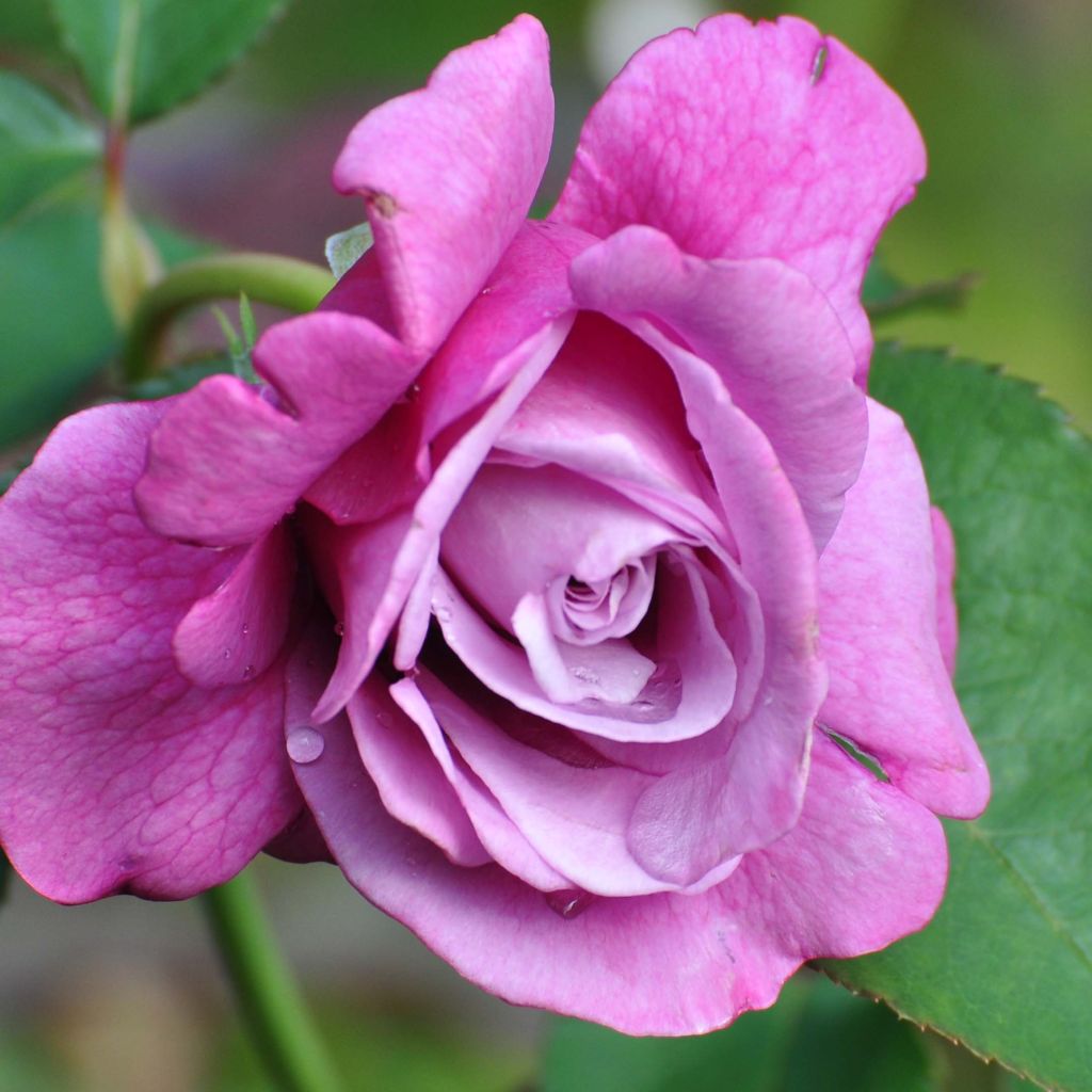 Rosier à grandes fleurs Charles de Gaulle