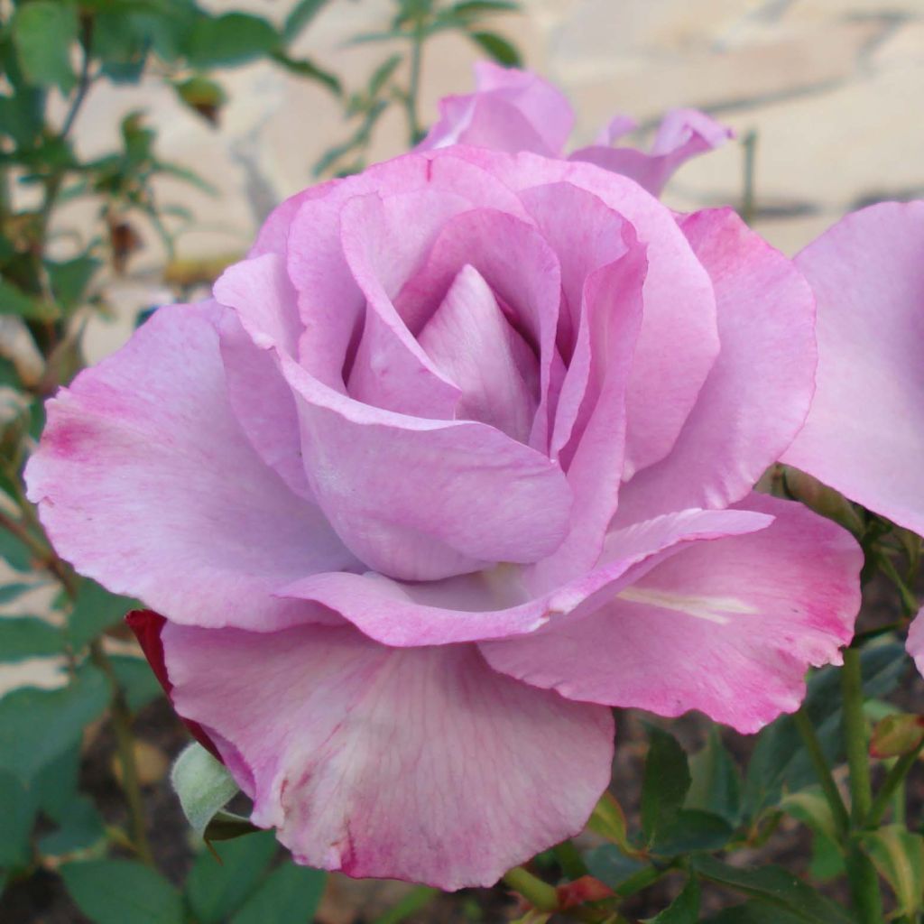 Rosier à grandes fleurs Dioressence en racines nues