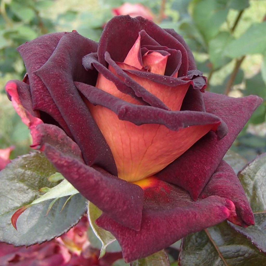 Rosier à grandes fleurs Eddy Mitchell en racines nues