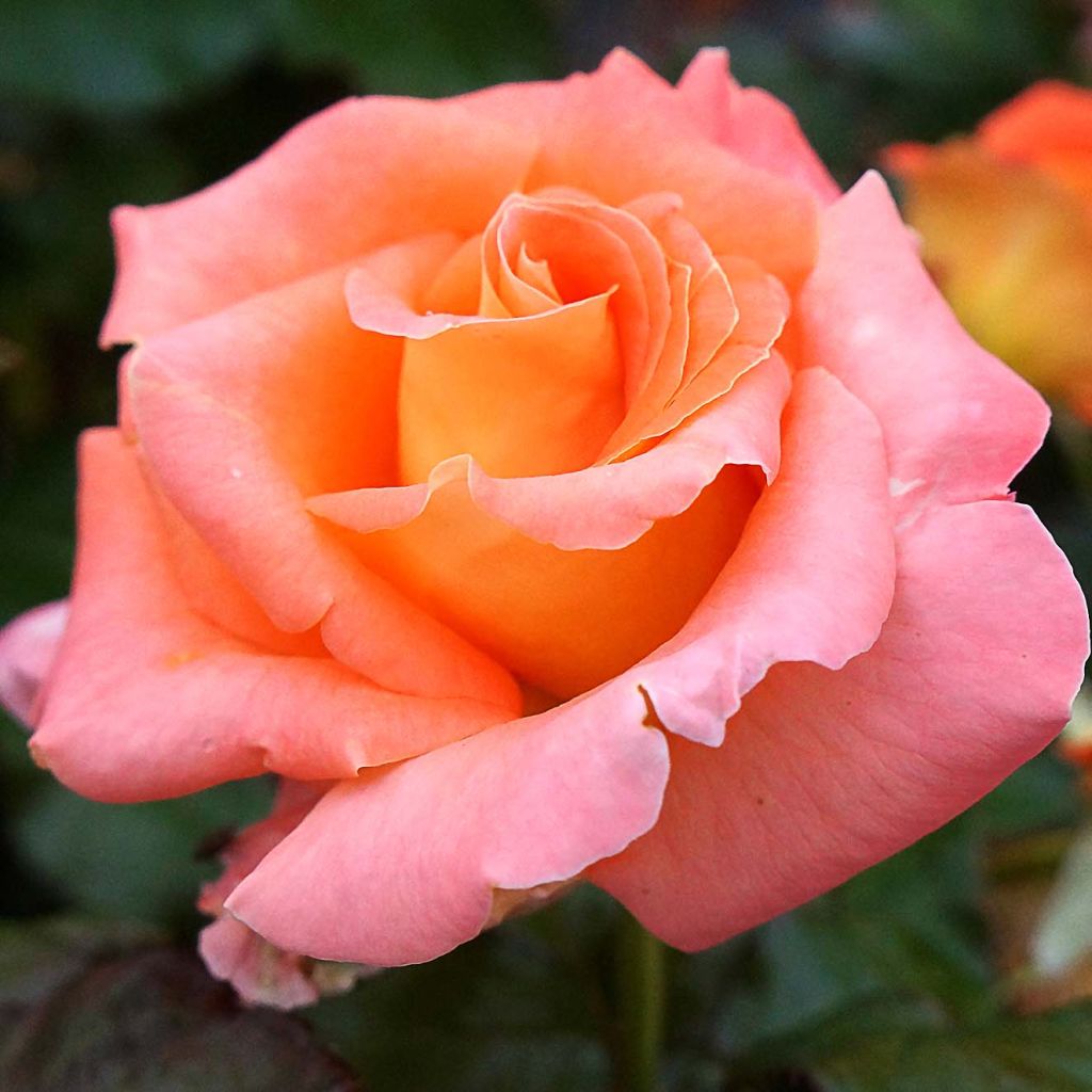 Rosier à grandes fleurs Eriko Takeda en racines nues