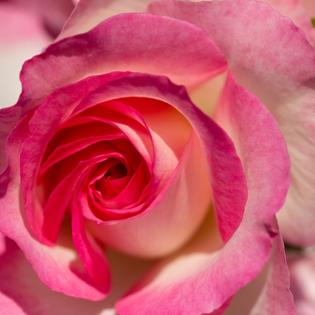 Rosal Espoir d'Anjou