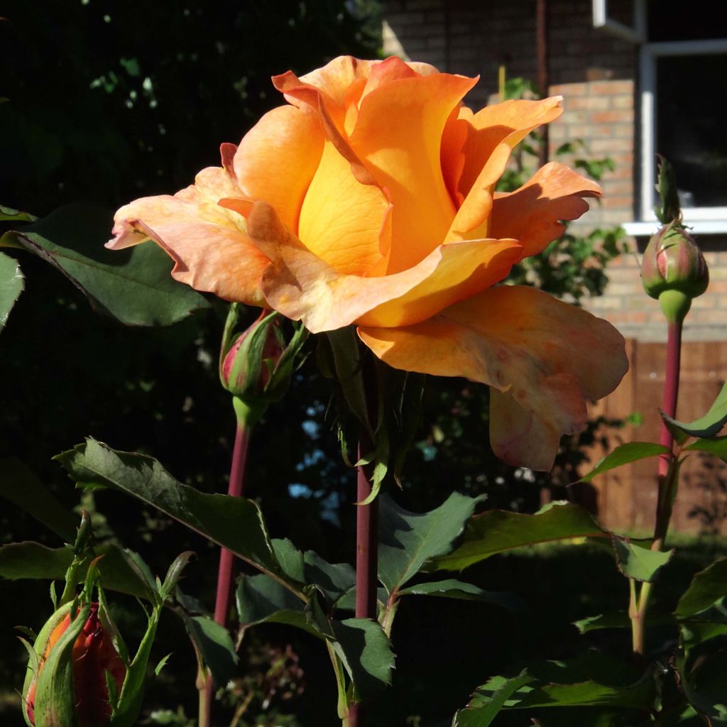 Rosier à grandes fleurs Louis de Funes ® Meirestif