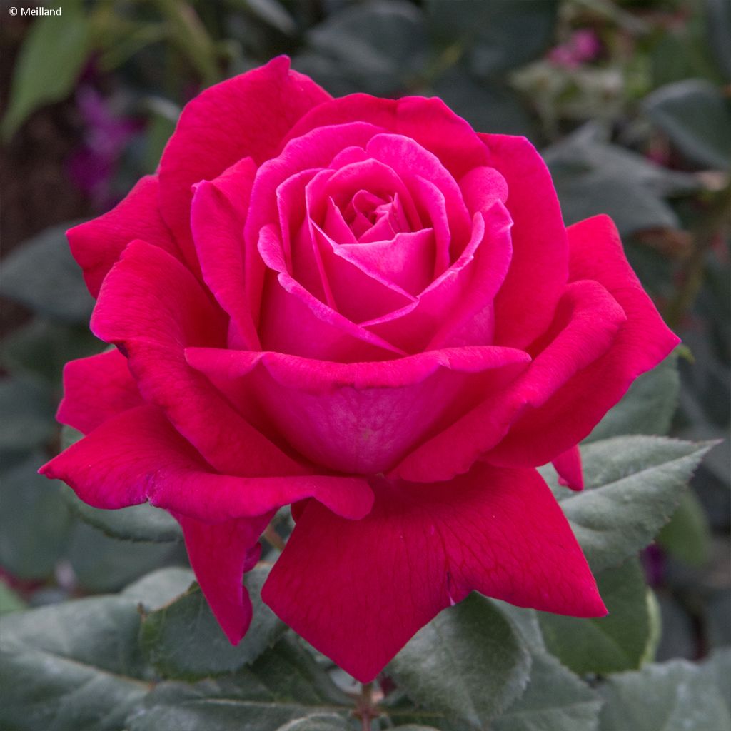 Rosier à grandes fleurs Elégance Française (Meithatie)