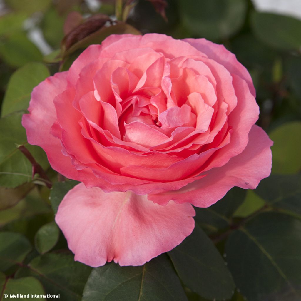 Rosier à grandes fleurs Panthere Rose 'Meicapinal'