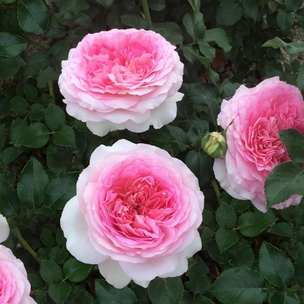 Rosier à grandes fleurs Ragazza Adalekov