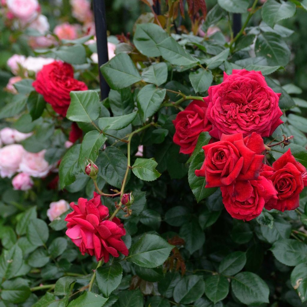 Rosier à grandes fleurs République de Montmartre en racines nues