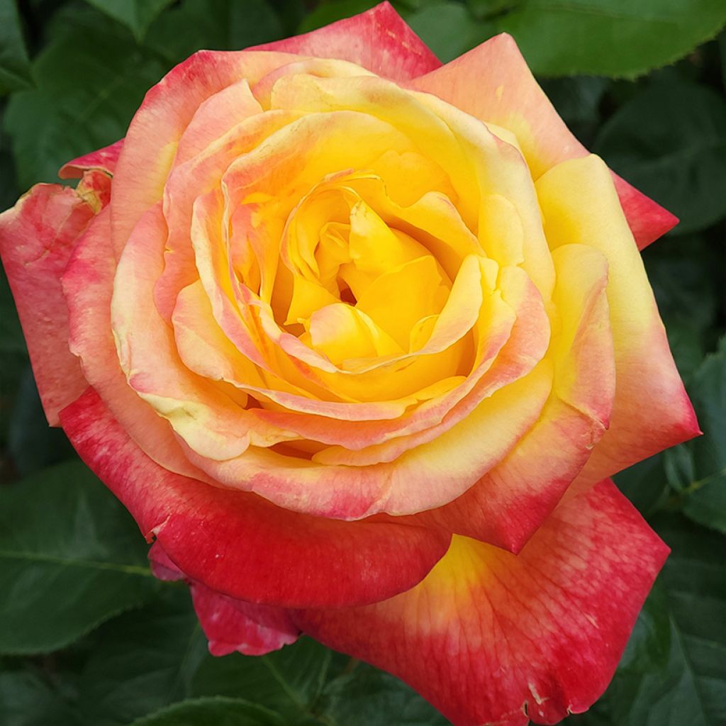 Rosal Rose der Hoffnung