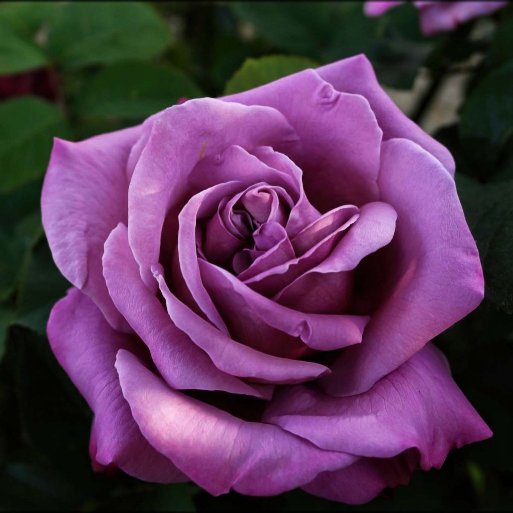 Rosier à grandes fleurs Sissi en racines nues