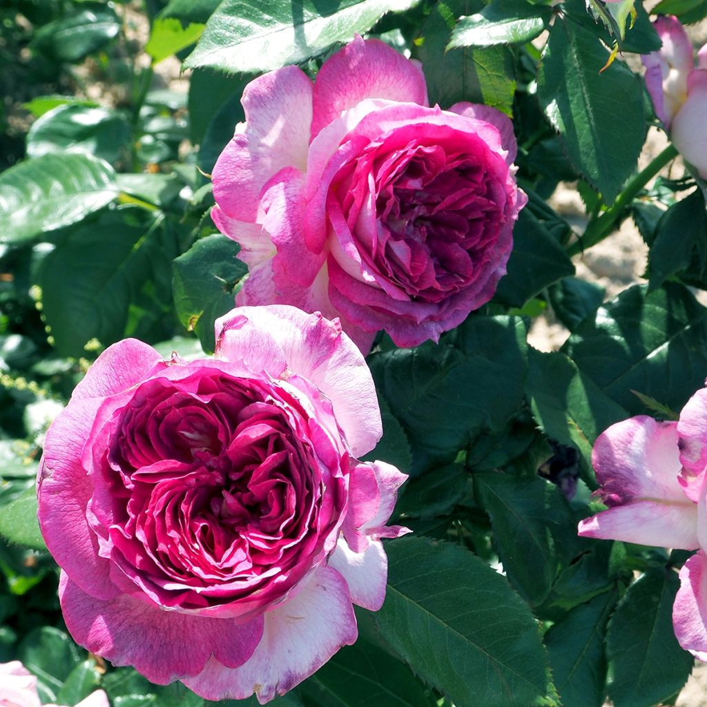 Rosier à grandes fleurs Thierry Marx®