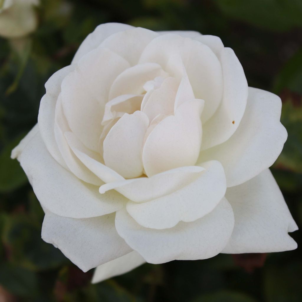 Rosier à grandes fleurs Virgo en racines nues