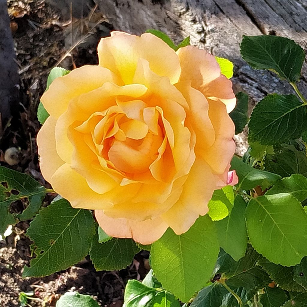 Rosal Yellowstone Oraleymy