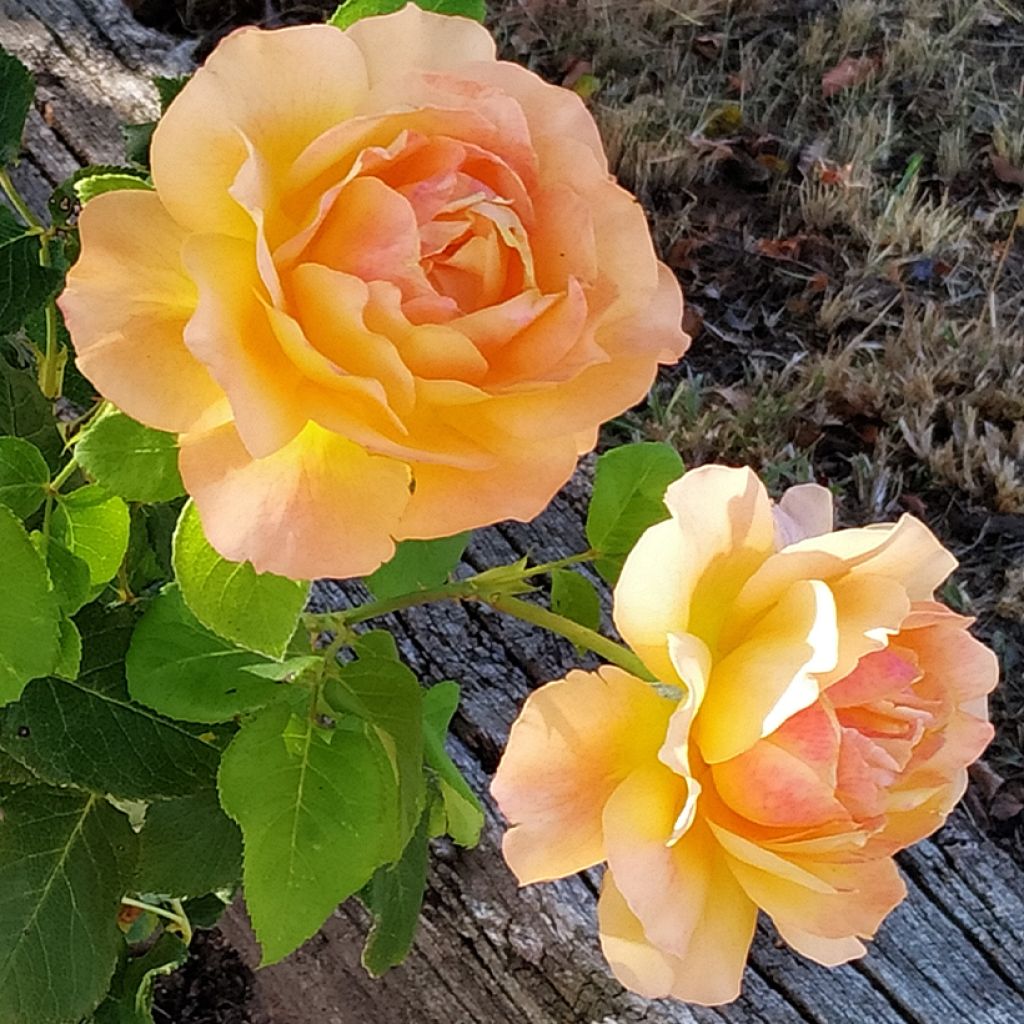 Rosal Yellowstone Oraleymy