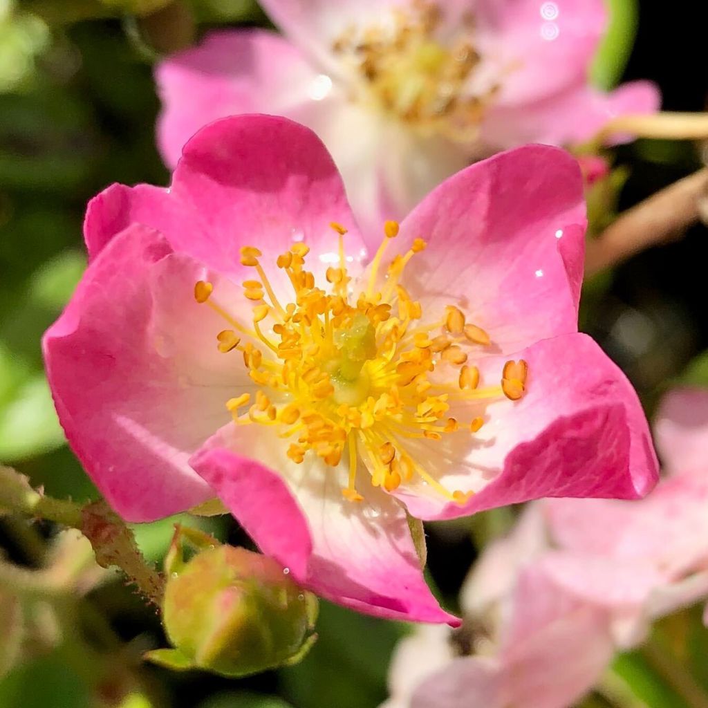 Rosier ancien Ballerina