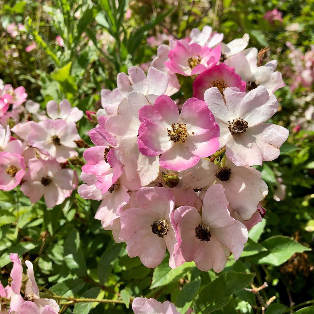 Rosier ancien Ballerina