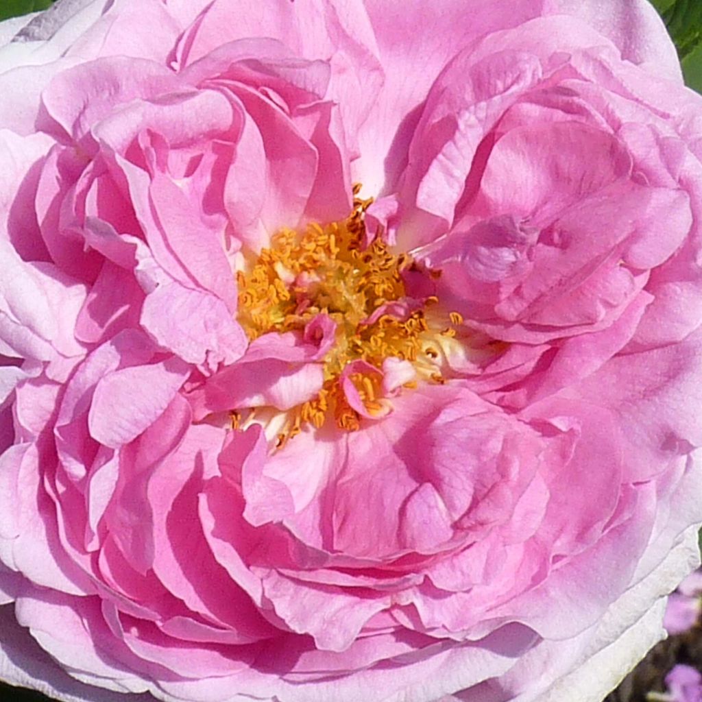 Rosier ancien Comte de Chambord - Rosa (x) Portland