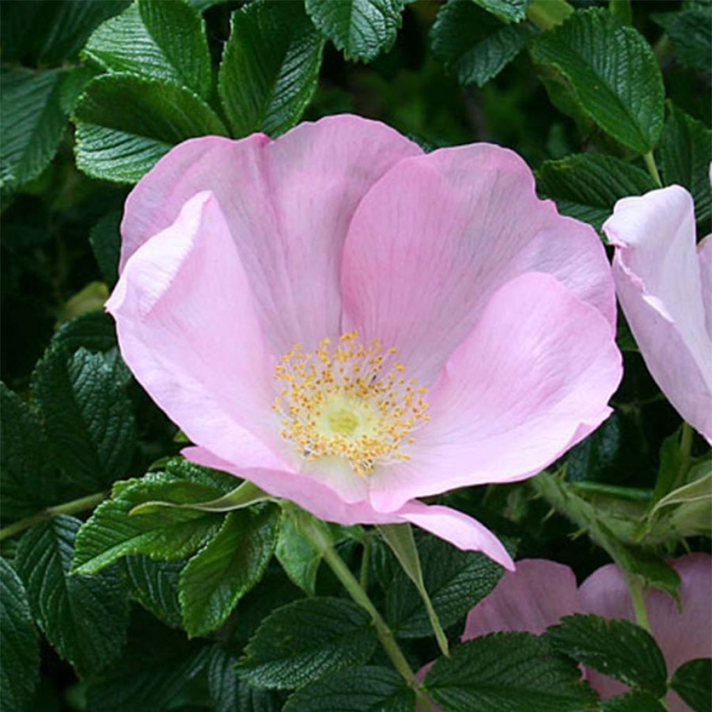 Rosal rugosa Frau Dagmar Hastrup