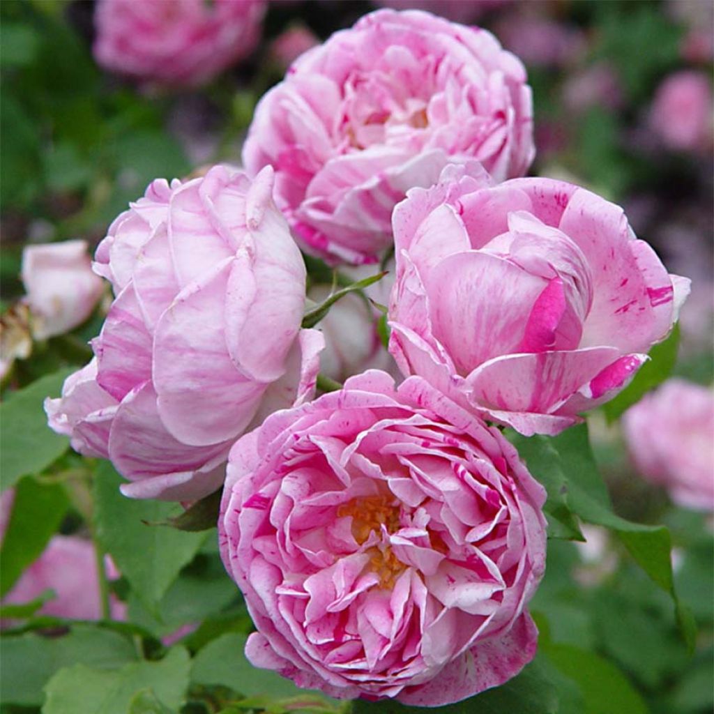 Rosier ancien Honorine de Brabant - Rosa (x) Bourbon