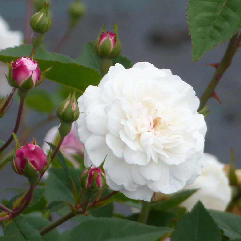 Rosier ancien Little White Pet