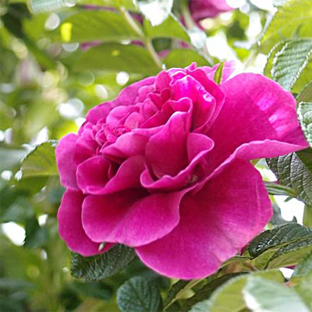 Rosier ancien Roseraie de l'Haye - Rosa (x) rugosa