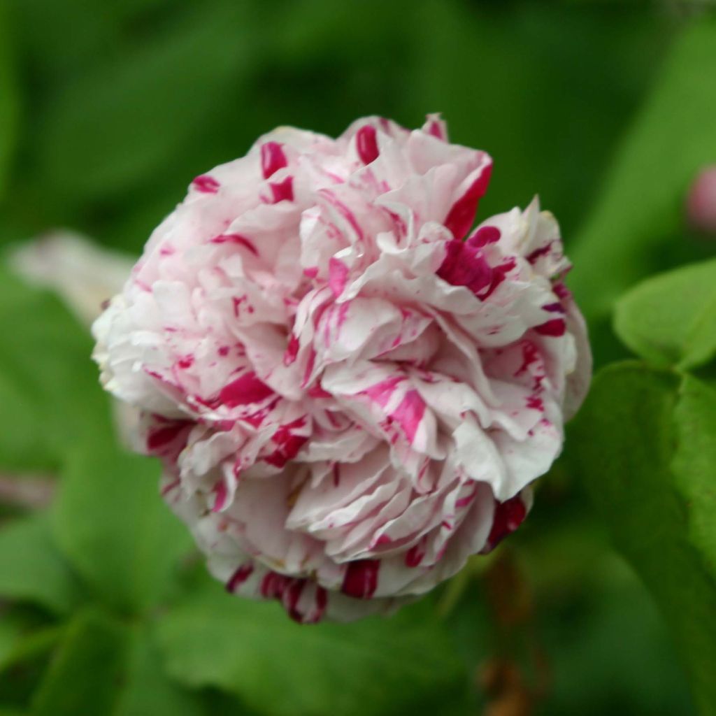 Rosal Variegata di Bologna