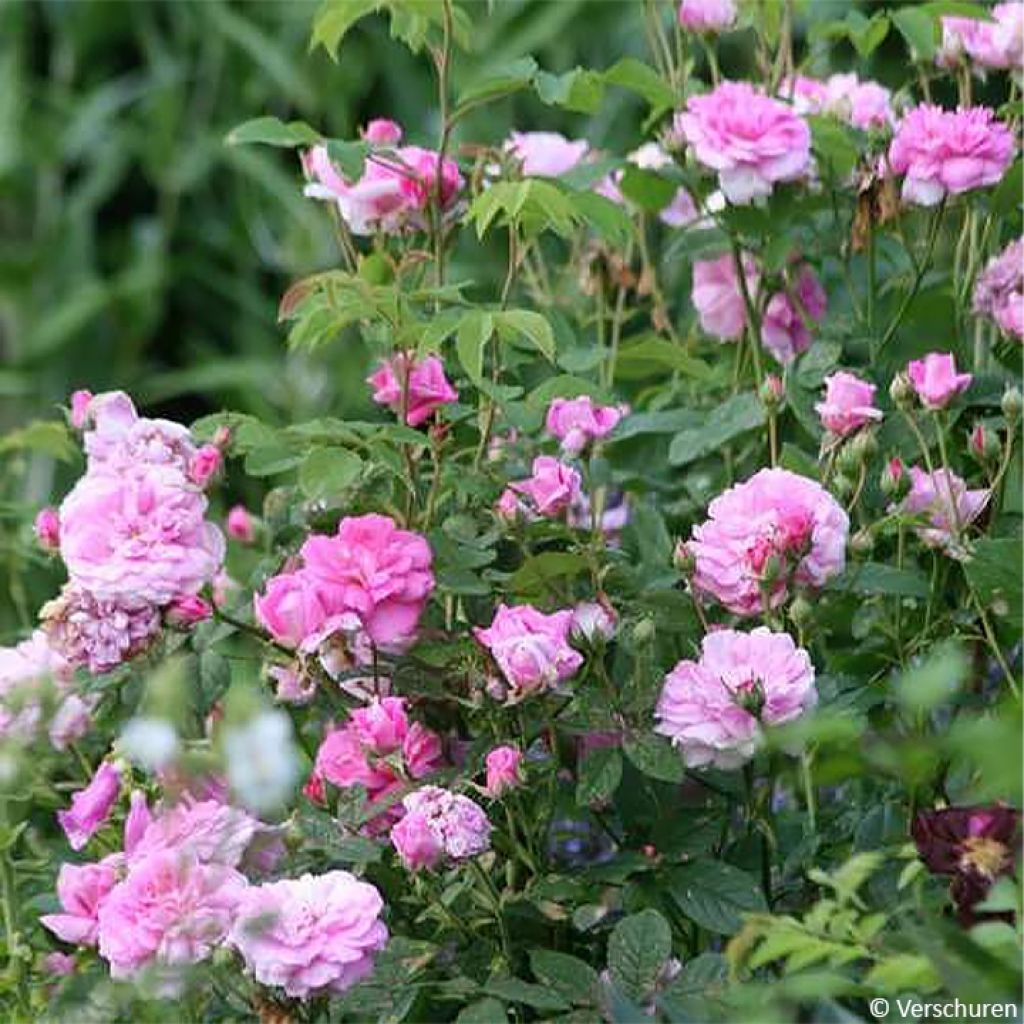 Rosier ancien de Damas Ispahan (Pompon des Princes)