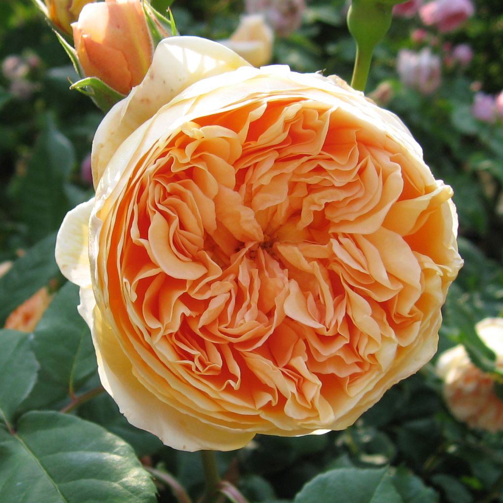 Rosier anglais Crown Princess Margareta® - Auswinter