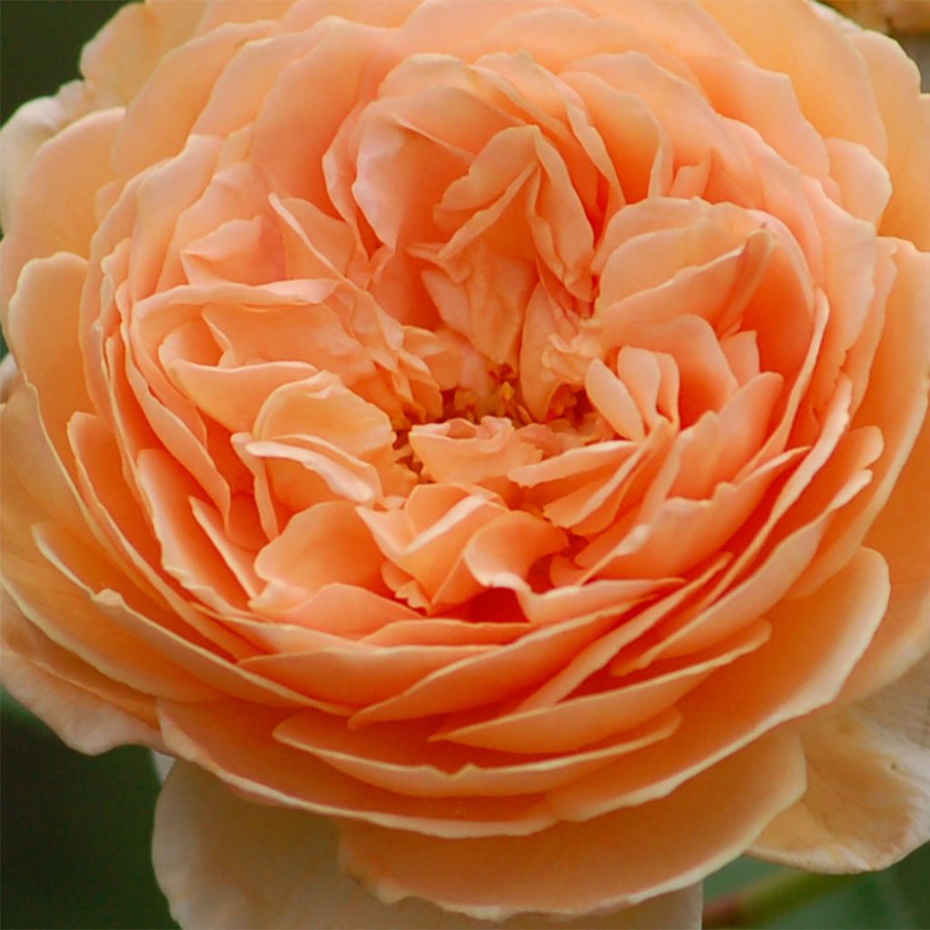 Rosal Crown Princess Margareta