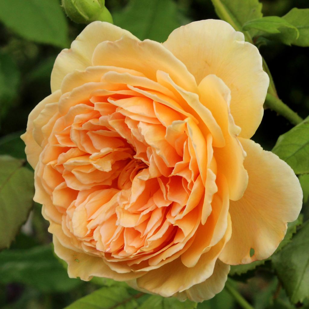 Rosal Crown Princess Margareta