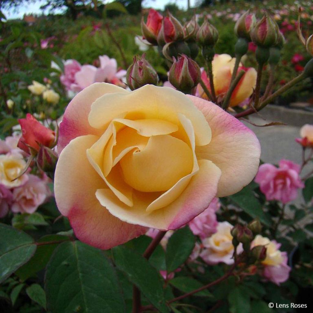 Rosal Apricot Bells