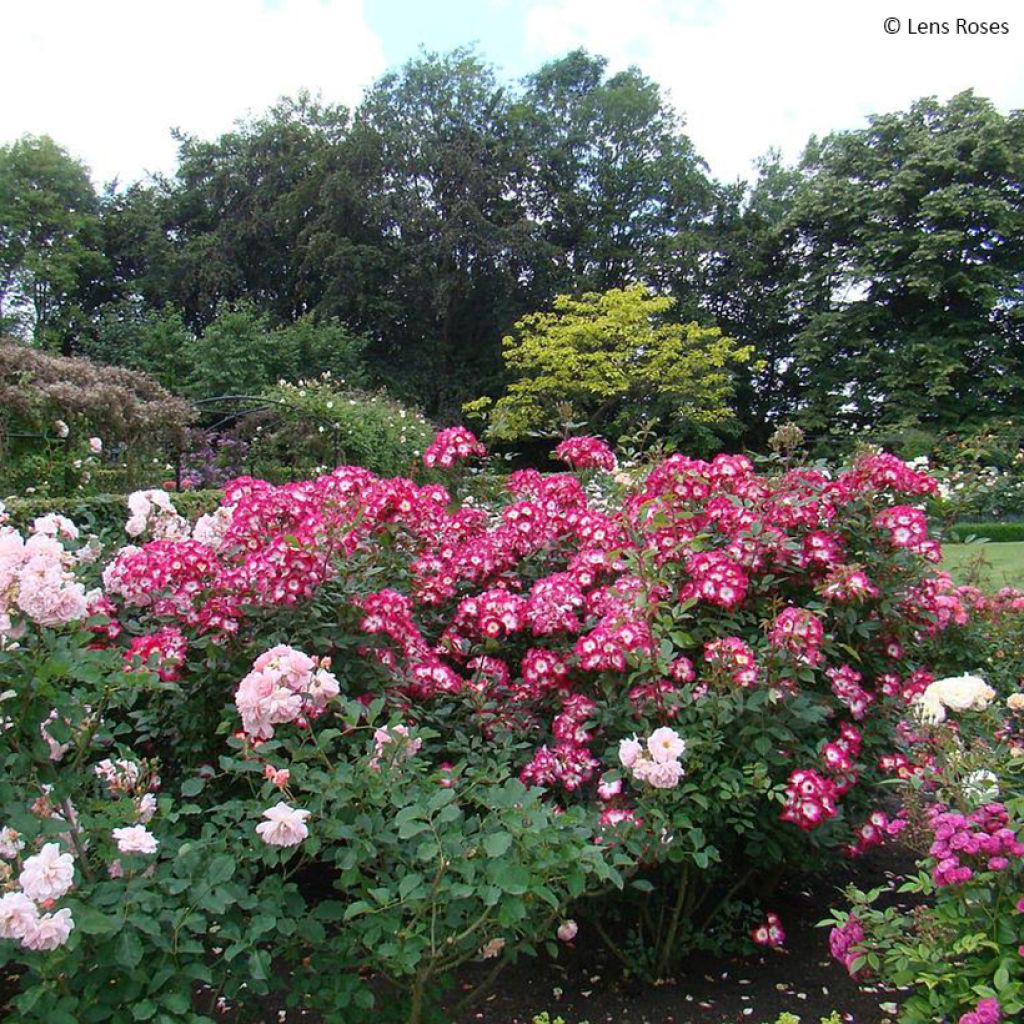 Rosal Bukavu Lenbrirus