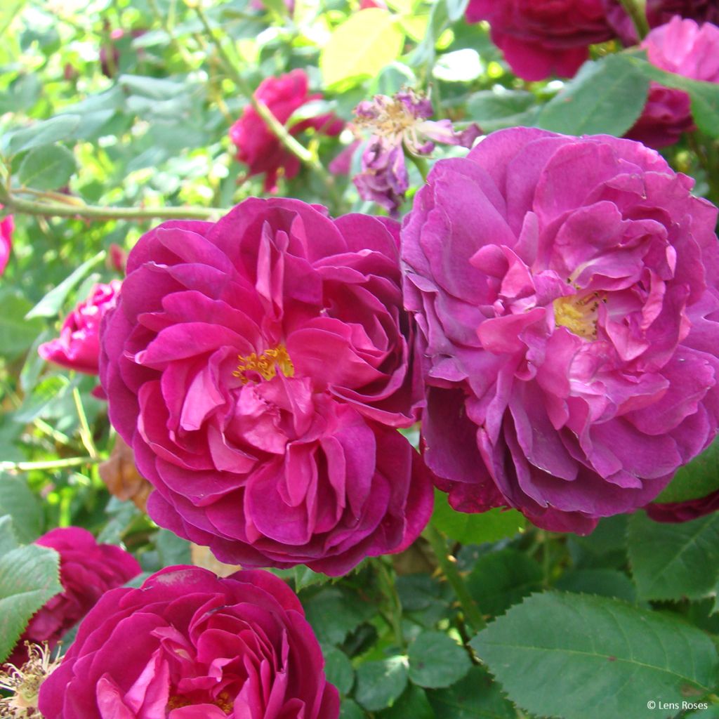 Rosal gallica officinalis Etoile Pourpre