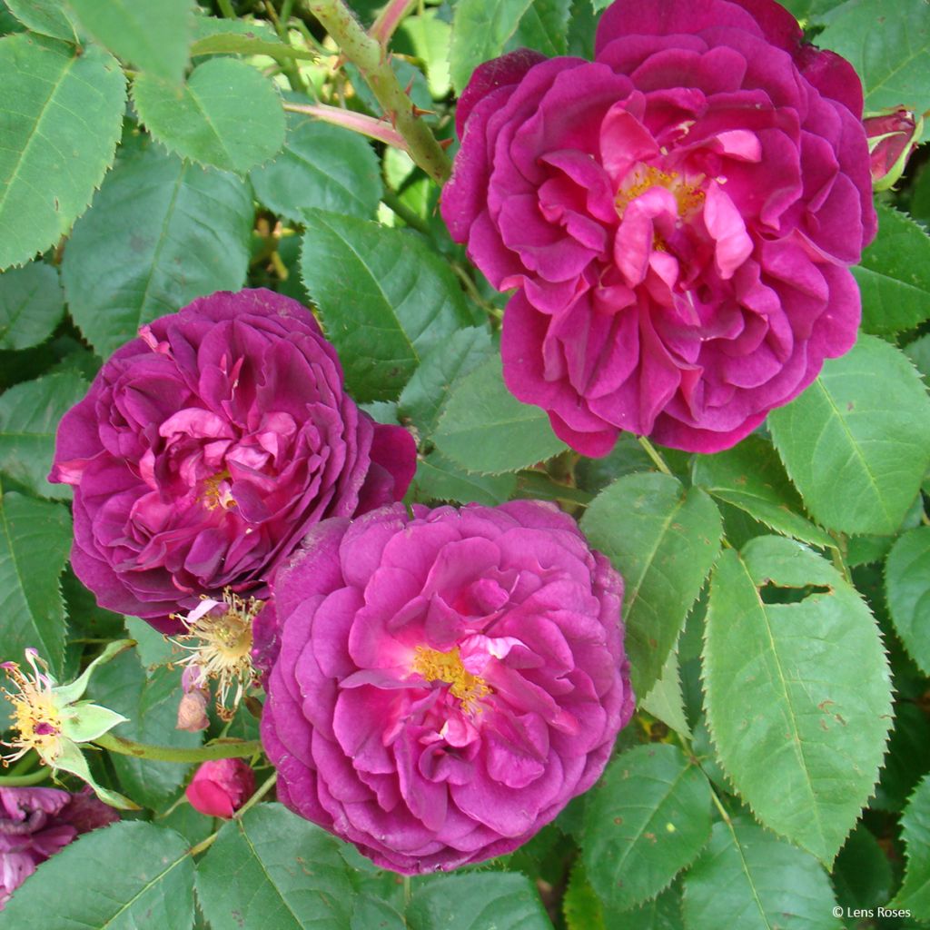 Rosal gallica officinalis Etoile Pourpre