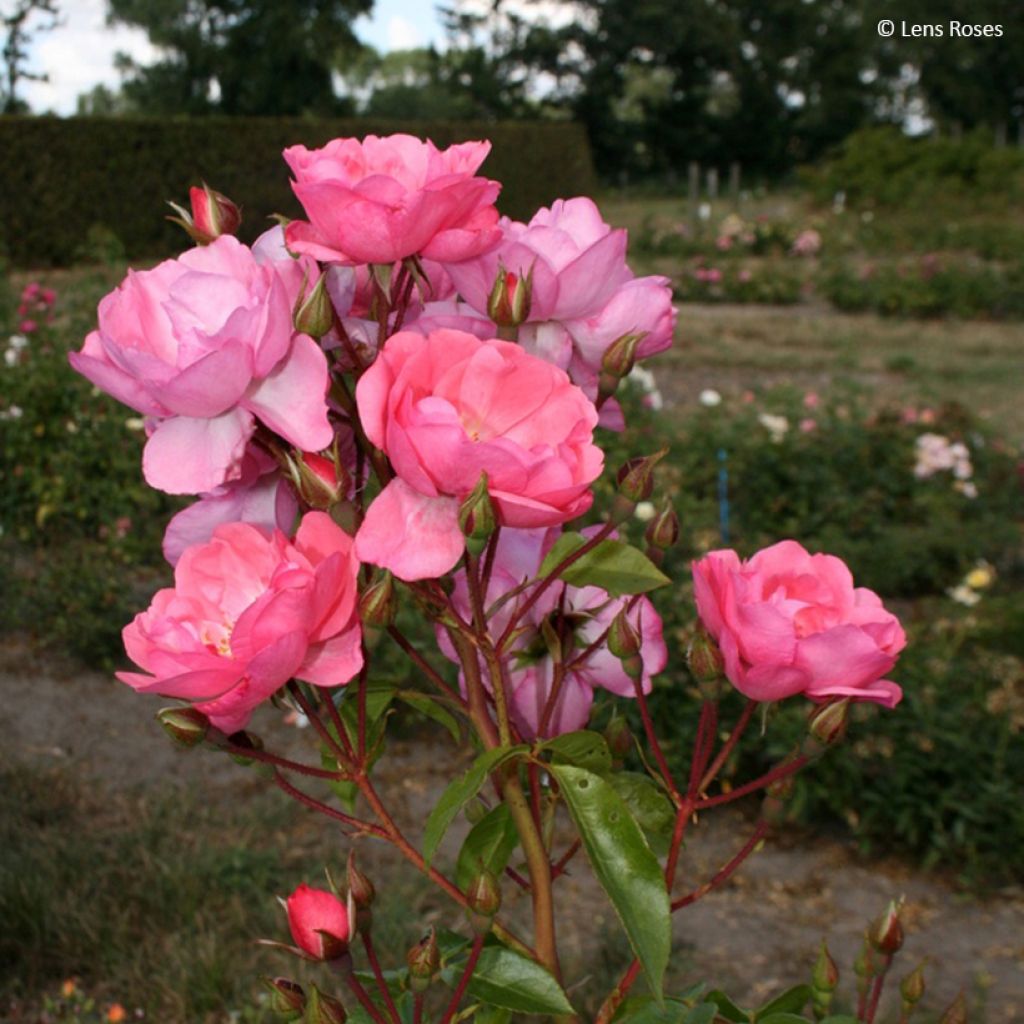 Rosal Finn's Rose