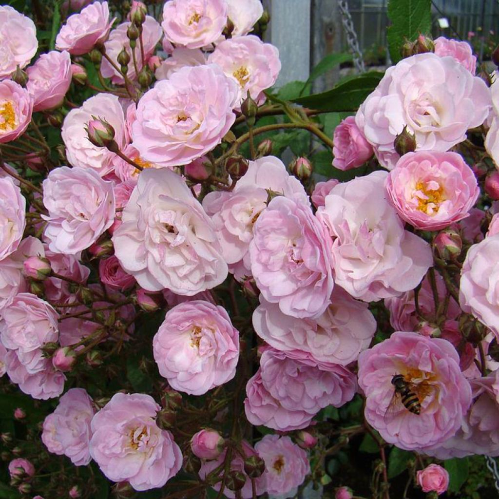 Rosier arbustif Heavenly Pink