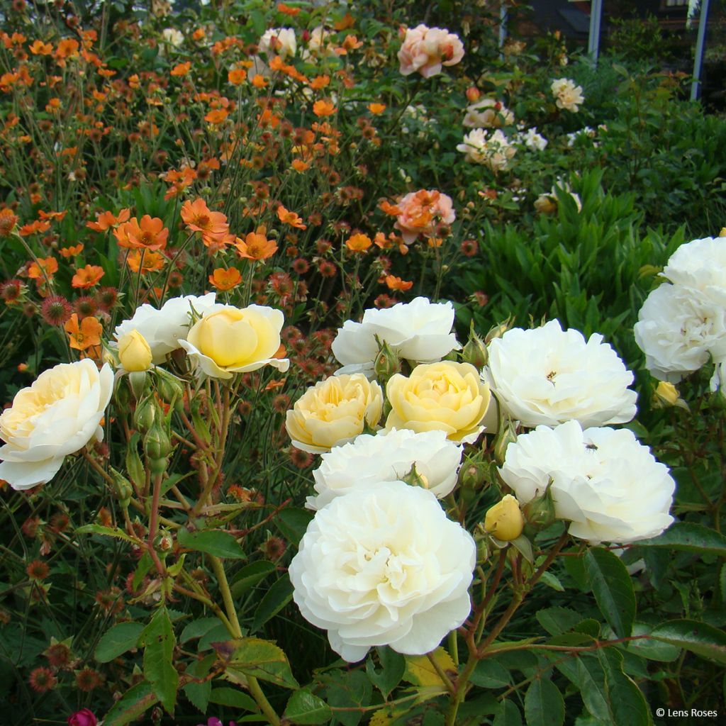 Rosal La feuillerie