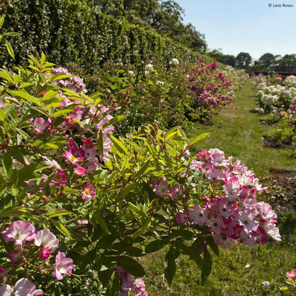 Rosal Magie d'orient