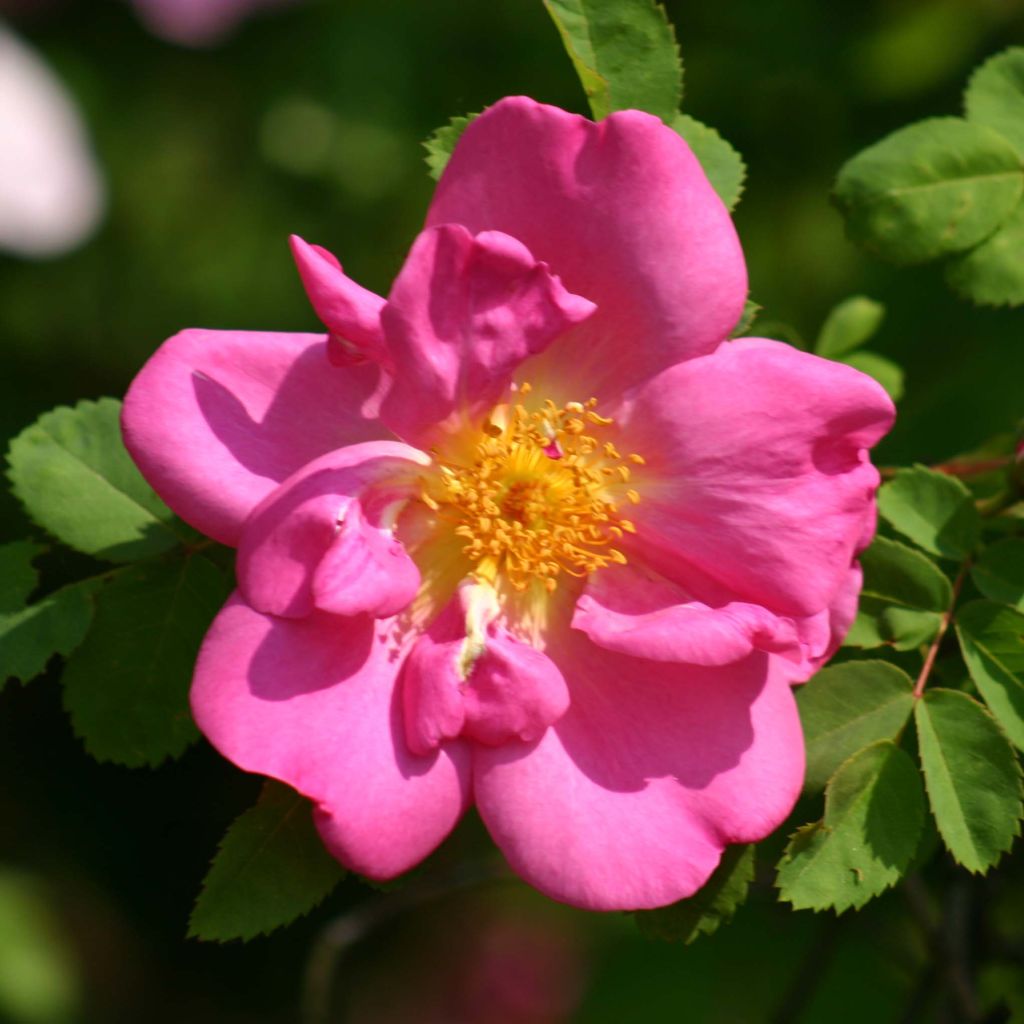 Rosier arbustif Marguerite Hilling