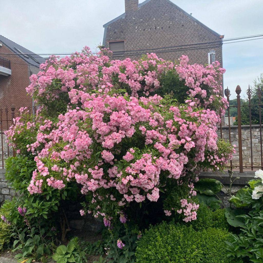 Rosal Petite de Terre Franche