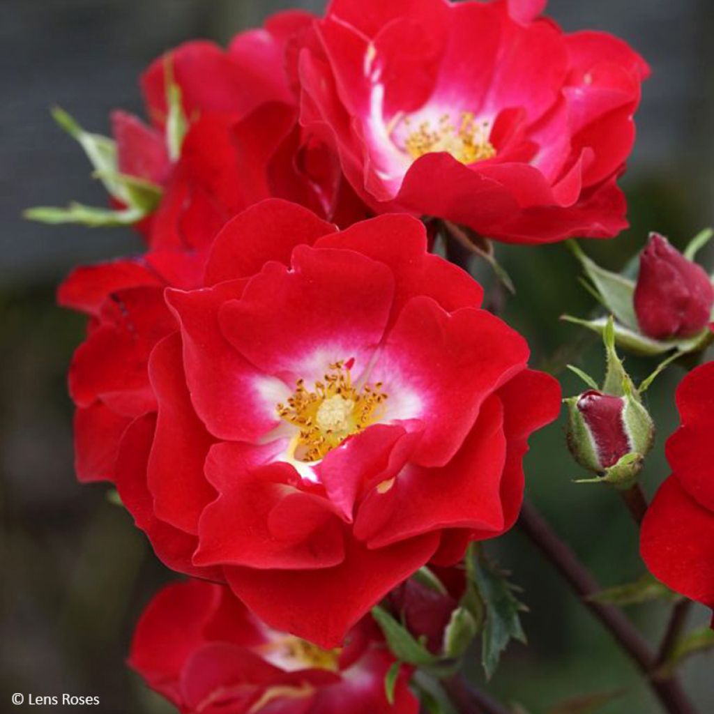 Rosal Rosy Boom rouge La Belle Rouge