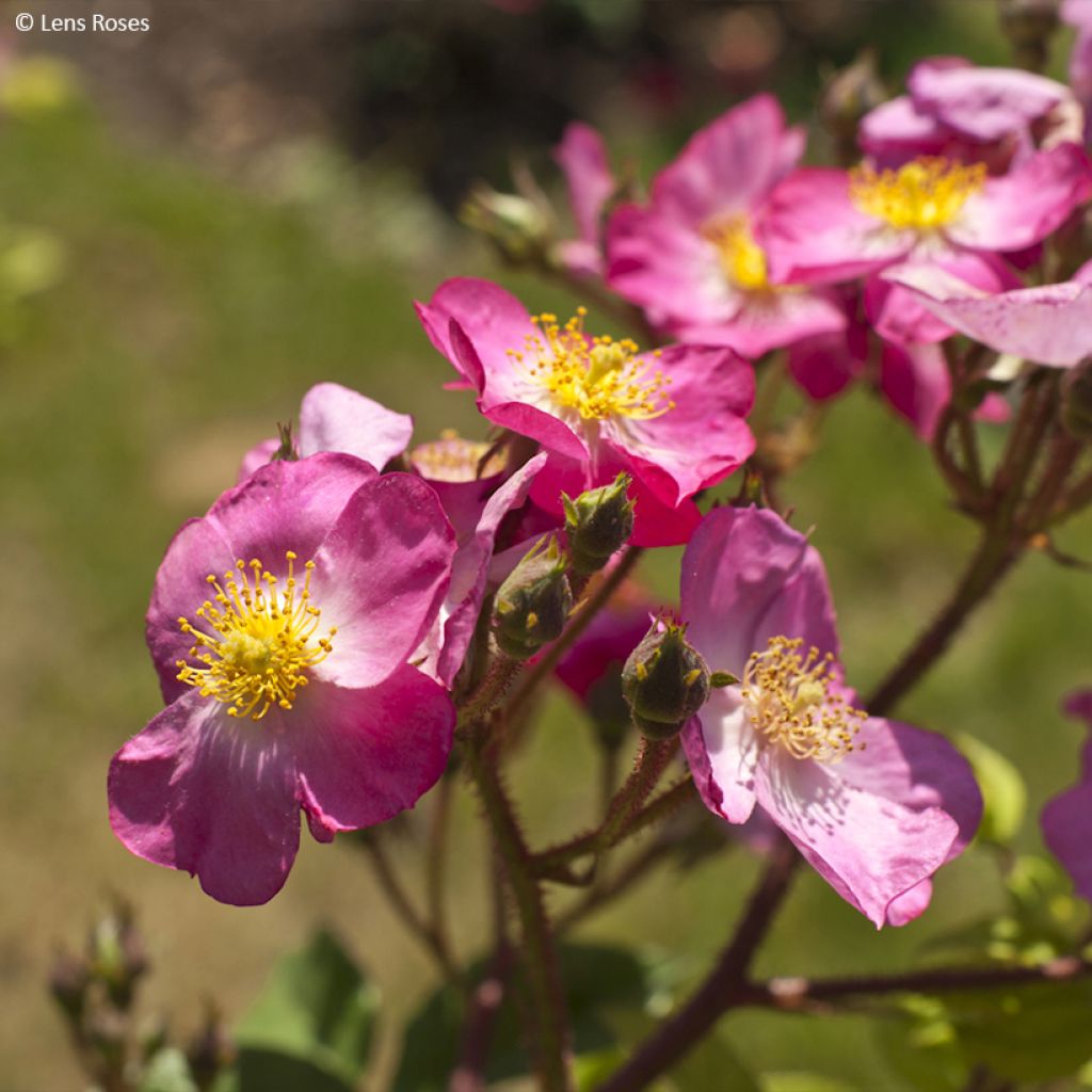 Rosal Rosy Purple