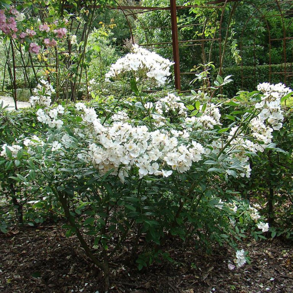 Rosier arbustif White Magic