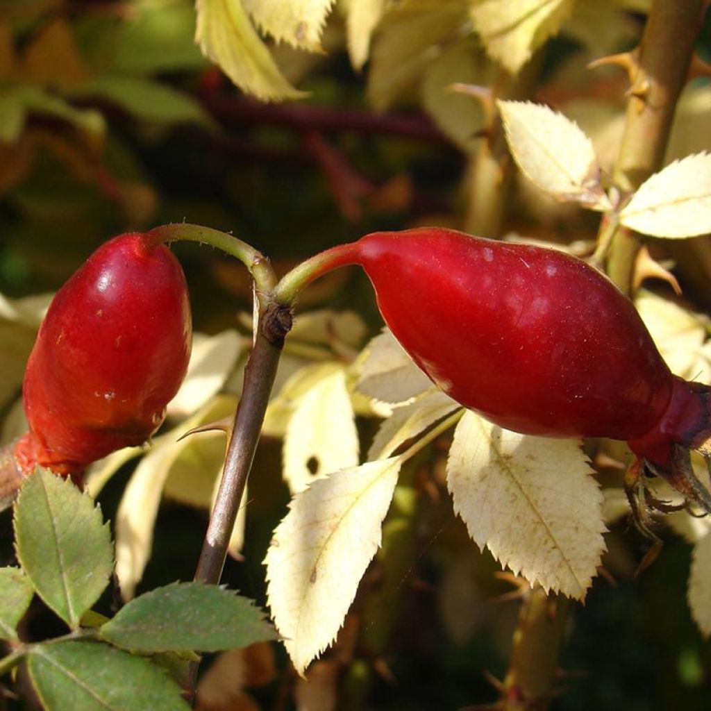 Rosal pendulina Bourgogne