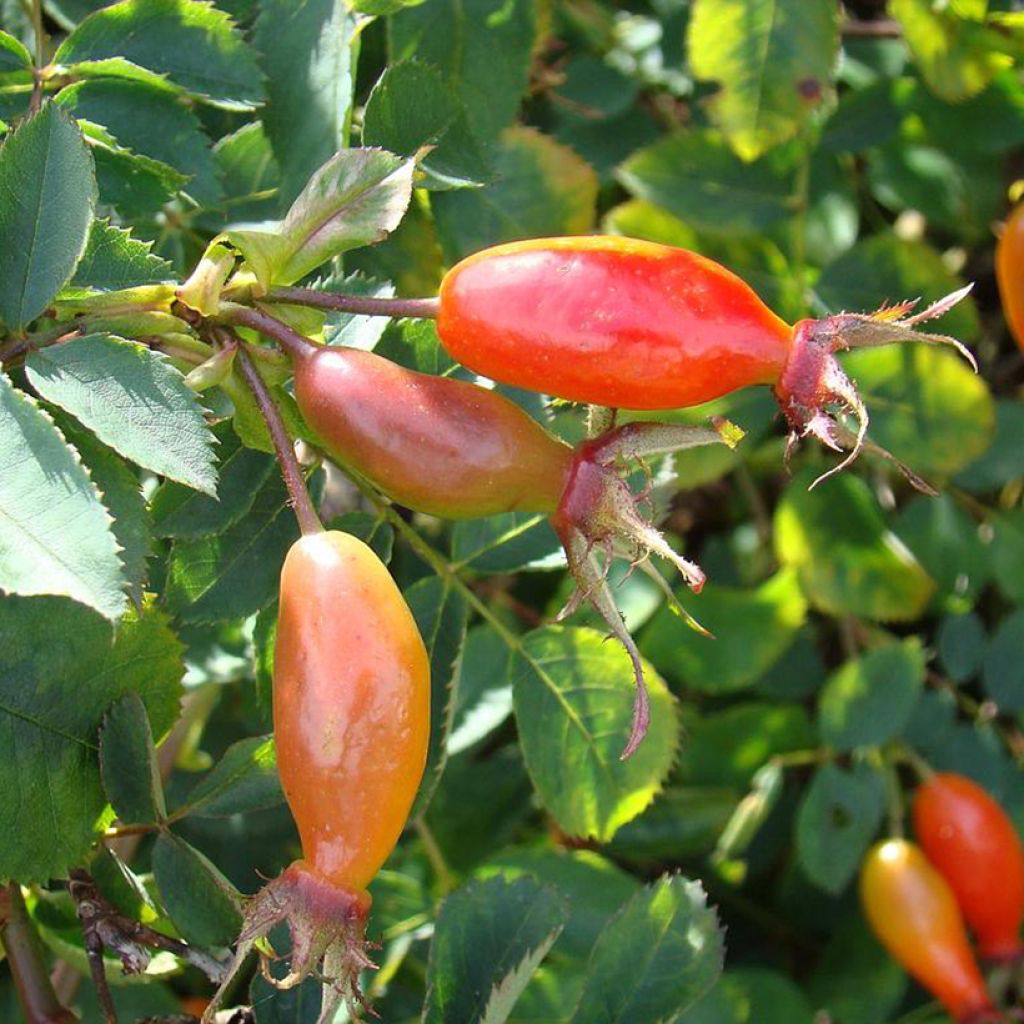 Rosal pendulina Bourgogne