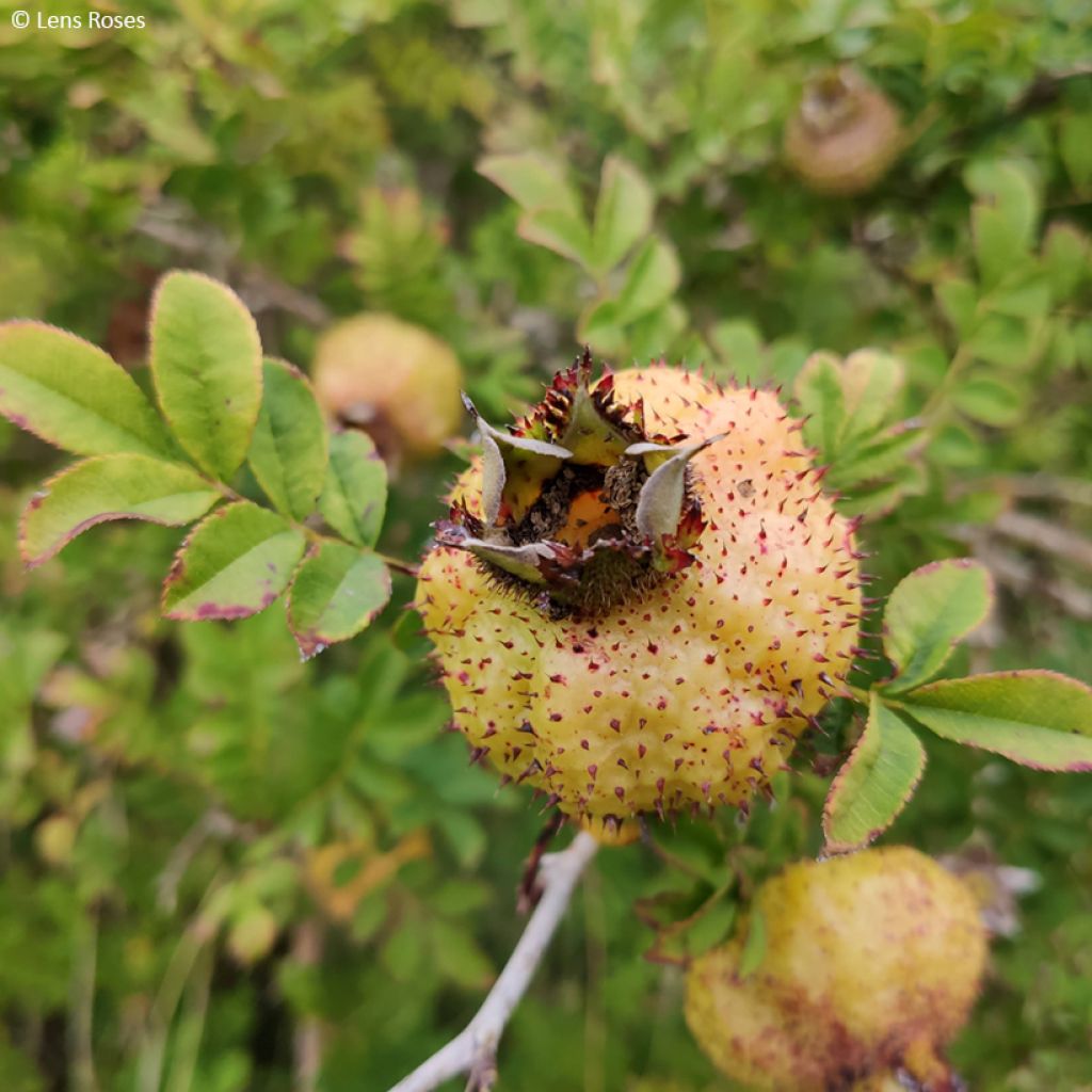 Rosa roxburghii Lampion