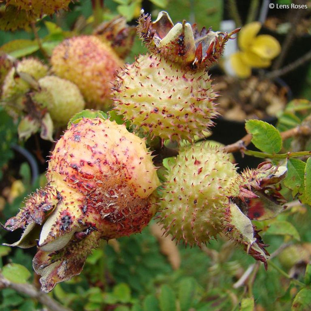 Rosa roxburghii Lampion