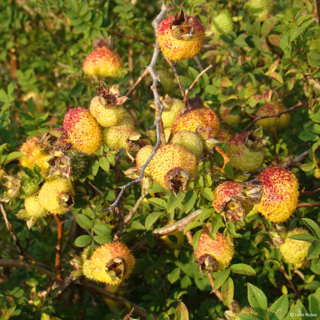 Rosa roxburghii Lampion