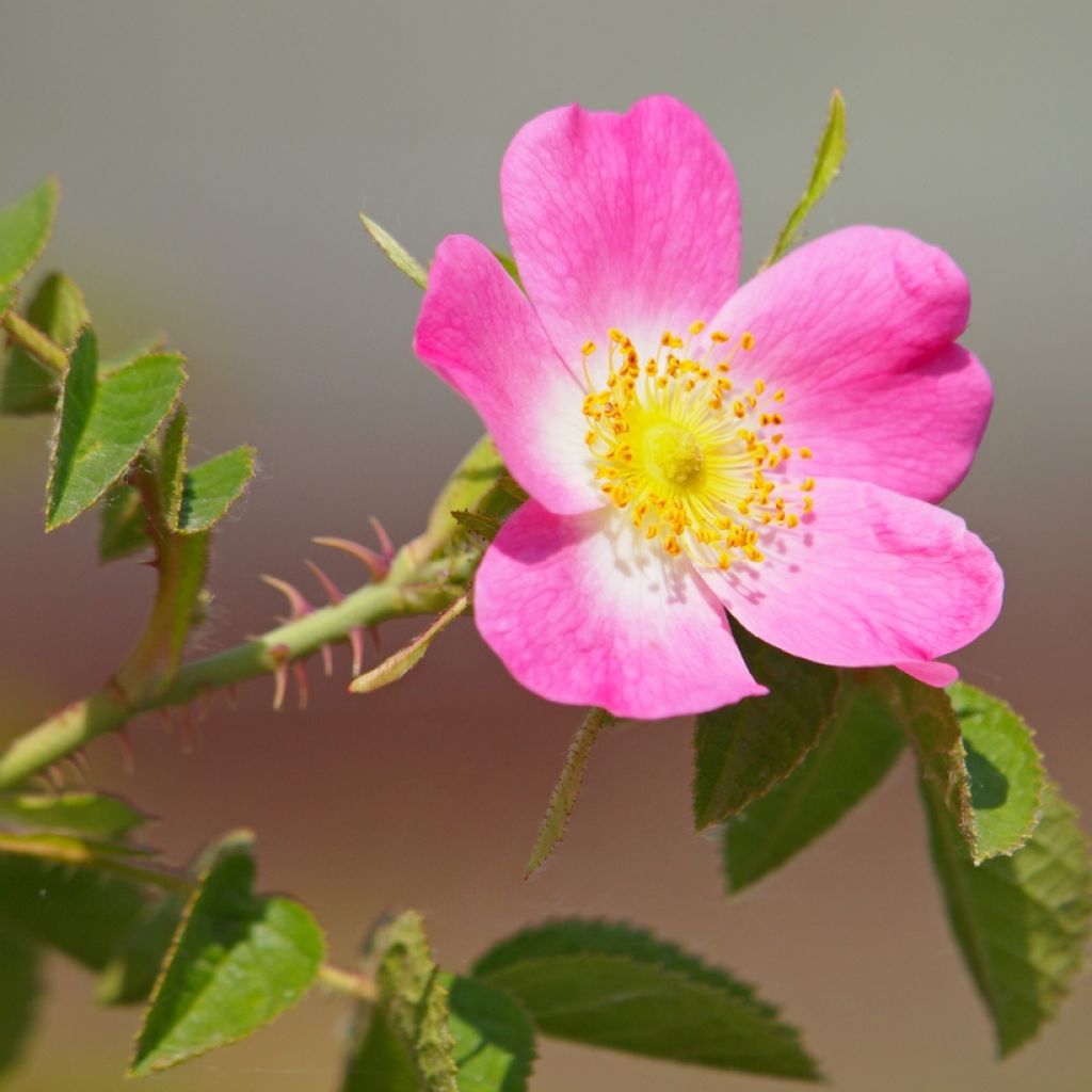 Rosa canina - Escaramujo