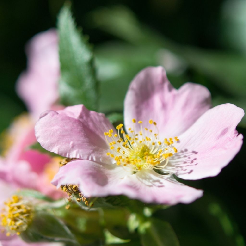 Rosa canina - Escaramujo