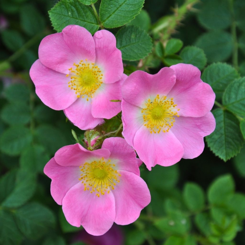 Rosa canina - Escaramujo