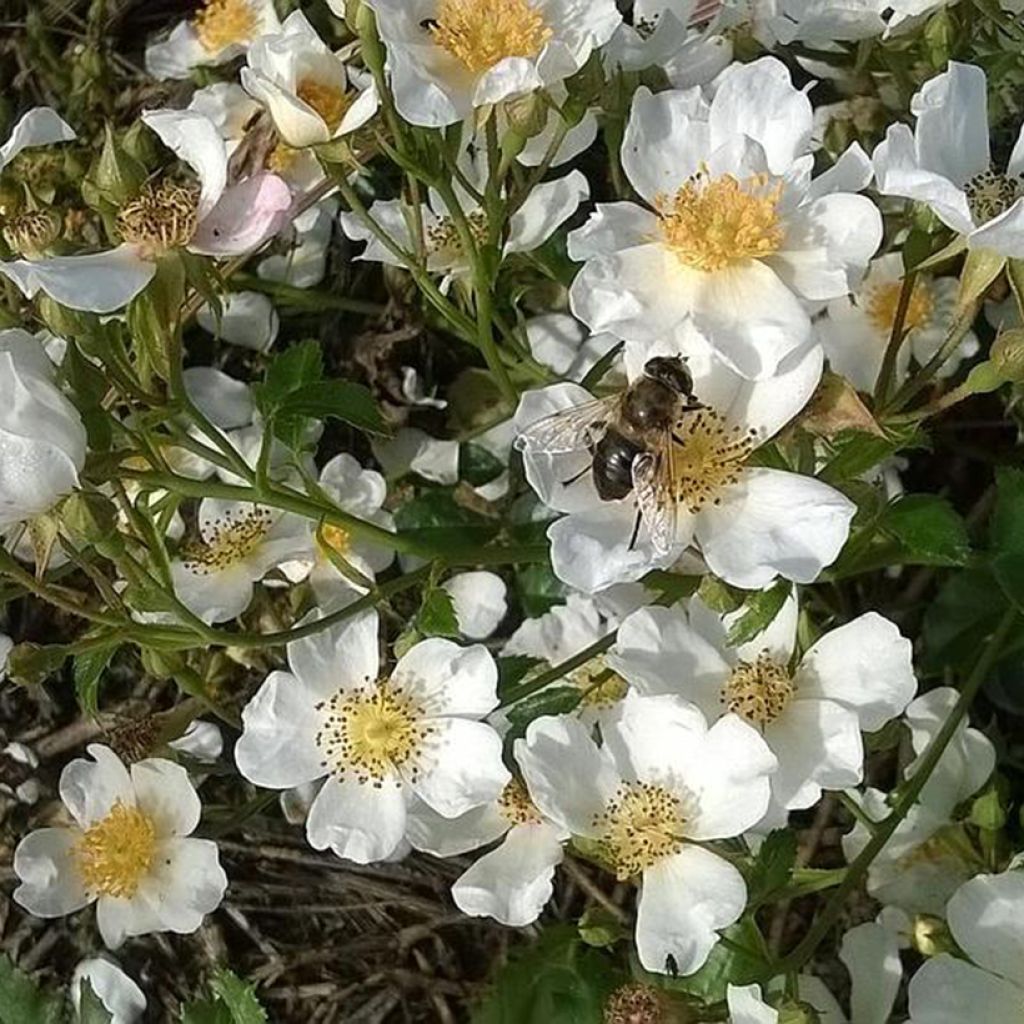 Rosal Snow Star - Rosal tapizante